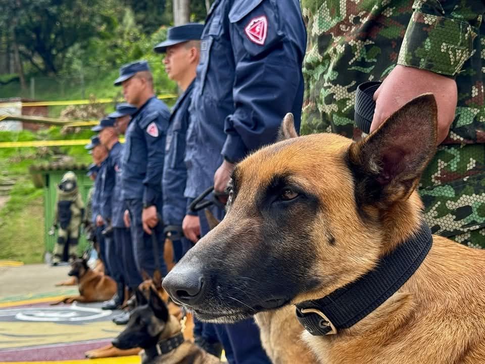 El Ejército Nacional tiene nuevos guías caninos especializados